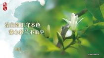 白兰